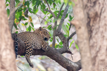 wildlife in tadoba